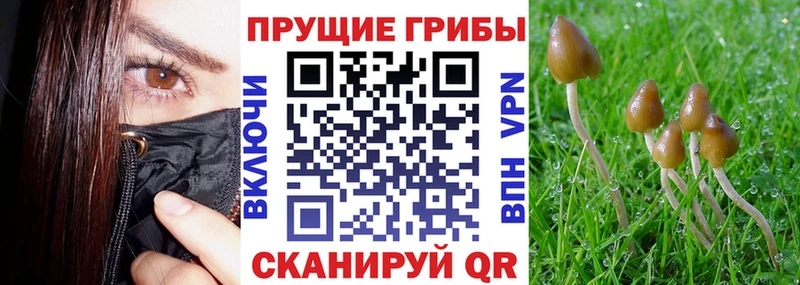 Галлюциногенные грибы мицелий  Купить где  Дмитровск 
